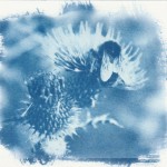 Cyanotype - cmelak na bodlaku
